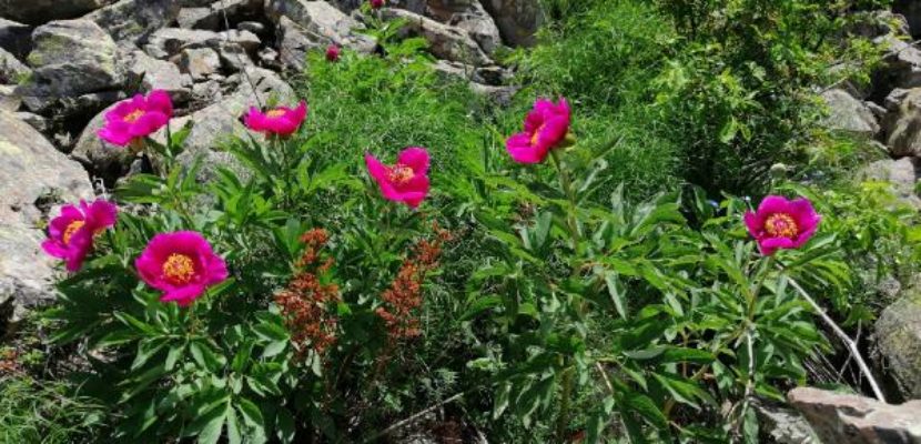 KORUMA ALTINDAKİ “AYI GÜLÜ” HACILAR’DA ÇİÇEK AÇTI