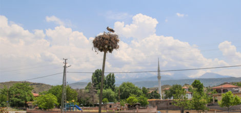 LEYLEKLER HÜRMETÇİ SAZLIĞINA GELMEYE BAŞLADI